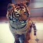 Football Star Darnell Dockett Owns a Pet Tiger, PETA Is Outraged