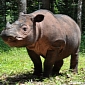 Footprints of Critically Endangered Sumatran Rhinos Discovered in Borneo