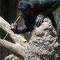 For Bonobos, Sharing Is Caring