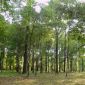 Forests Absorb 20 Percent of Emitted CO2