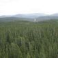 Forests Are Losing Their Ability to Trap CO2