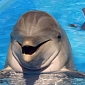 Former Dolphin Hunter Speaks Against Slaughters in Taiji, Japan