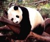 Fossil Panda Found in the Tropical Hainan Island