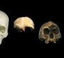 Fossil Pygmy Bones Found in Palau