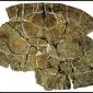 Fossilized Turtle Found to Have Impressively Thick Shell