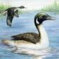 Fossils Depict Aquatic Origins of Birds 115 Million Years Ago