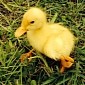 Four-Legged Duckling Named Donald Is Totally Adorbs