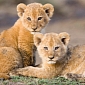 Four Lions, Including Two Cubs, Killed at Danish Zoo