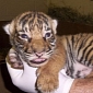 Four Tiger Cubs Born at Fresno Chaffee Zoo in California
