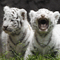 Four White Tiger Cubs Make Their Debut at Argentinian Zoo