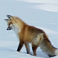 Foxes Use Magnetic Fields to Hunt in the Snow – Video
