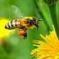 France Bans Insecticide for the Sake of Honey