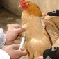 France Starts Poultry Vaccination