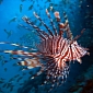 Freakishly Big Lionfish Found at Considerable Depths off the Coast of Florida