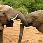 French President Hollande Refuses to Save TB-Stricken Elephants