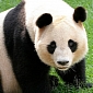 French Zoo Will Soon Run on Giant Panda Poop