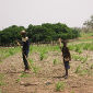 Frequency of East African Droughts Increasing