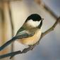 Friend or Foe, Chirping Chickadees Style
