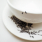 Frighten Your Friends with the Ant-Covered Dishes