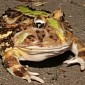 Frog Found Lodged in Another Frog's Throat
