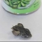 Frog Found in Beans Can in Indiana