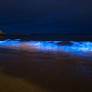 From Blood Red to Neon Blue: Australian Beaches Start Glowing