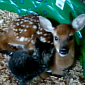 From the Vaults: Baby Deer and Baby Kitten Are in Love