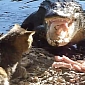 From the Vaults: Cat vs. Alligator, Cat Wins