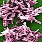 Frozen Poop Transplants Can Successfully Treat C. Difficile Infections