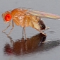 Fruit Flies May Help Us Conquer Space