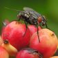 Fruit Fly Links Obesity and Heart Disease