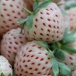 Fruit for Spring: Pineberries, Strawberries that Taste Like Pineapple