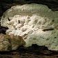 Fungi Can Be Used to Clean Contaminated Soils, Study Finds