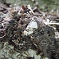 Fungus Causing White-Nose Disease in Bats Found