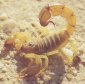 Fungus + Scorpion Venom = Powerful Non-Contaminant Insect Killer