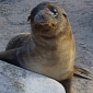 Fur Seal Goes Walkies in the City of Dunedin, New Zealand