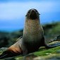 Fur Seals Have Been Around for at Least 17 Million Years, Study Finds