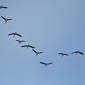 Future Airplanes Could Fly in 'Geese Formations'