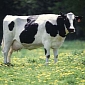 GM Dairy Cows of the Future Have No Horns
