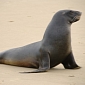 Galapagos Sea Lions Are Getting Dangerously Thin, People and Their Pets Are to Blame