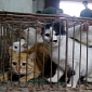 Gang That Killed, Skinned Cats Busted by Chinese Authorities