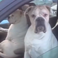 Gangster Dogs Chilling in a Car Are Too Cool for YouTube