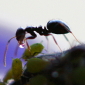Garden Ants Are the New European Invaders