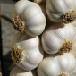 Garlic Selenium Helps Fight Against Free Radicals