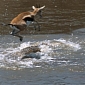 Gazelle Jumps Over Crocodiles, Escapes Deadly Jaws