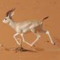 Gazelles Breath Less During Drought