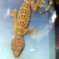 Gecko's Grip Ability Triggered by Gravity