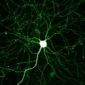 Gene-Controlling Key Neural Process Discovered