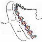 Gene Responsible for Brain Convolutions Found