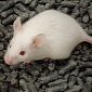 Gene That Erases Memory Pinned Down in Mice